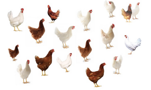 Genetica witte bruine kippen pluimvee Reudink klein