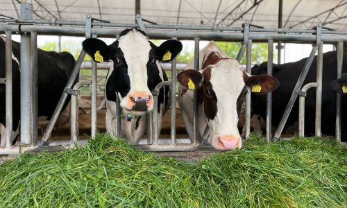 Koeien aan voerhek stalvoeren gras